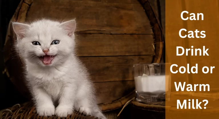 Can Cats Drink Cold or Warm Milk? Is it Safe? Things You Need to Know