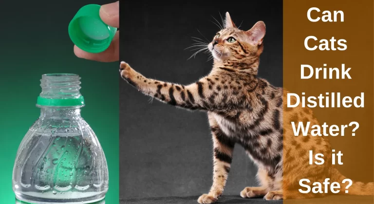 Can Cats Drink Distilled Water? Is it Safe [Explained]