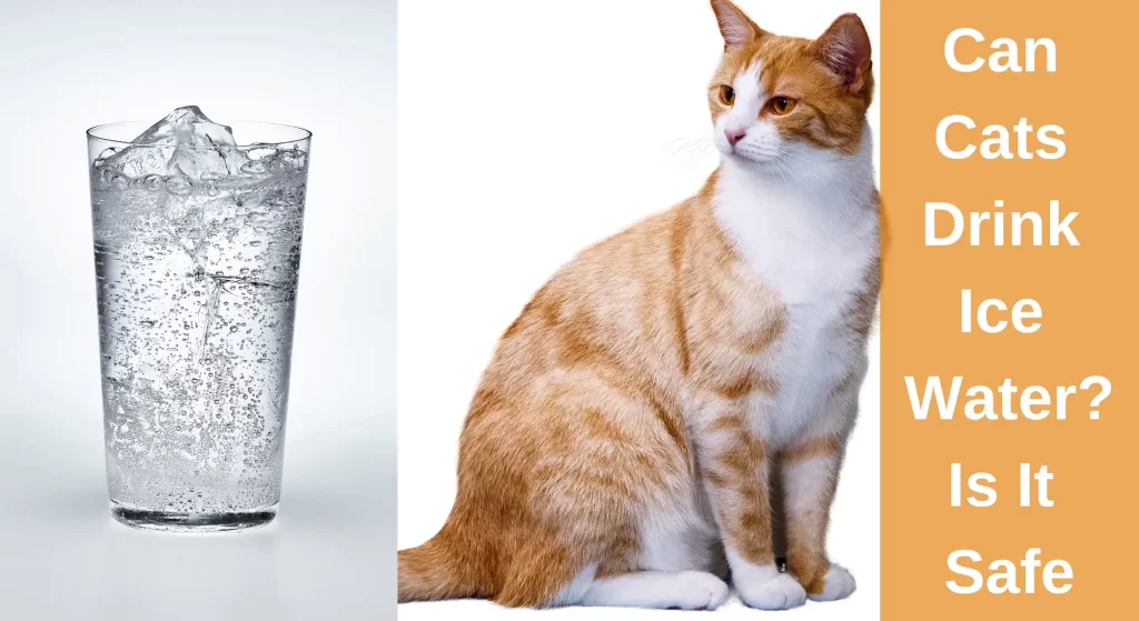 Can Cats Drink Ice Water? How Safe Is It To Put Ice In Cats' Water
