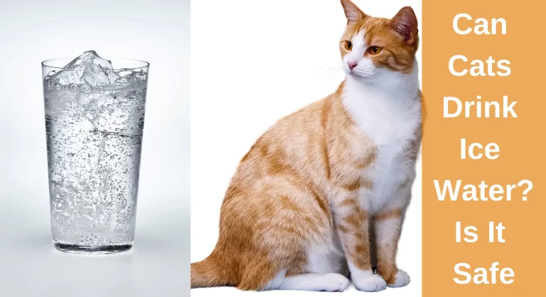 Can Cats Drink Ice Water? How Safe Is It To Put Ice In Cats’ Water?