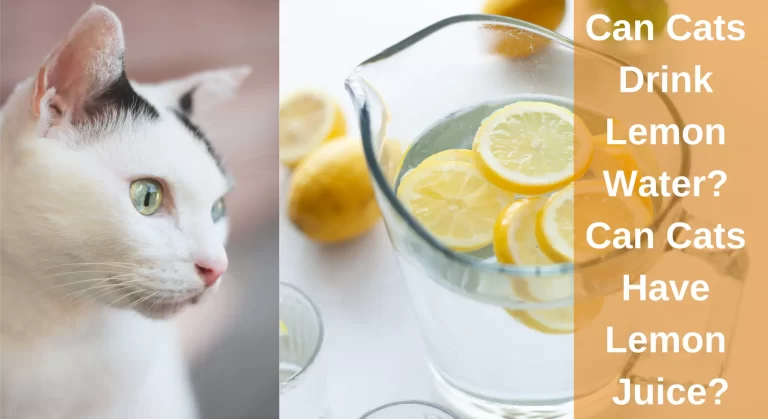 Can Cats Drink Lemon Water? Can Cats Have Lemon Juice?