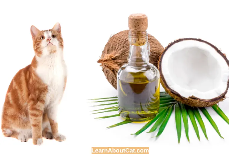 Can Cats Eat Coconut Oil