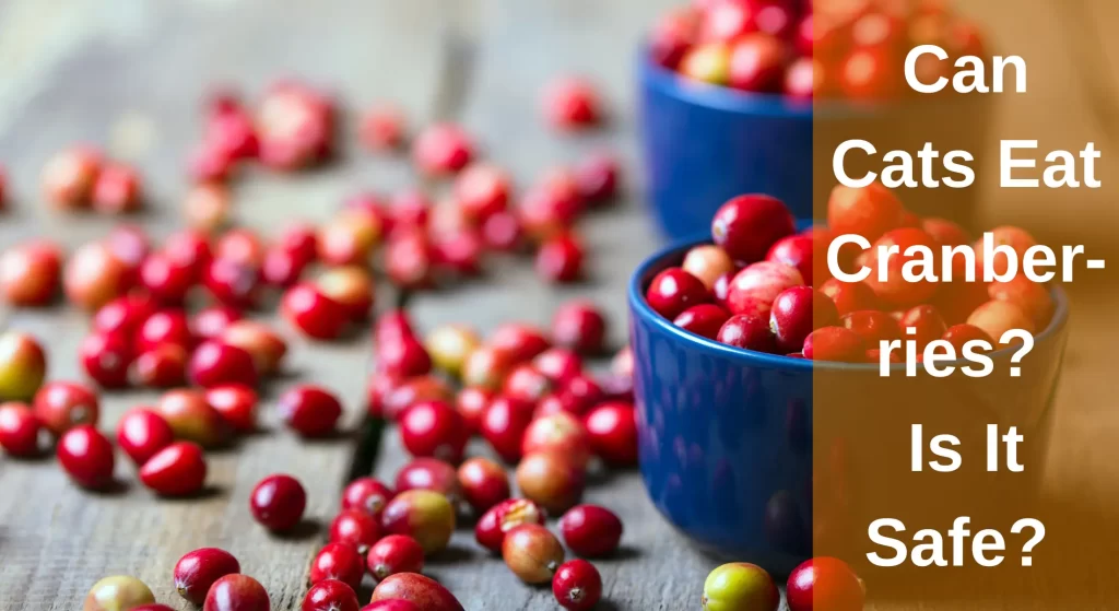 Can Cats Eat Cranberries? Are Dried Cranberries Safe for Cats