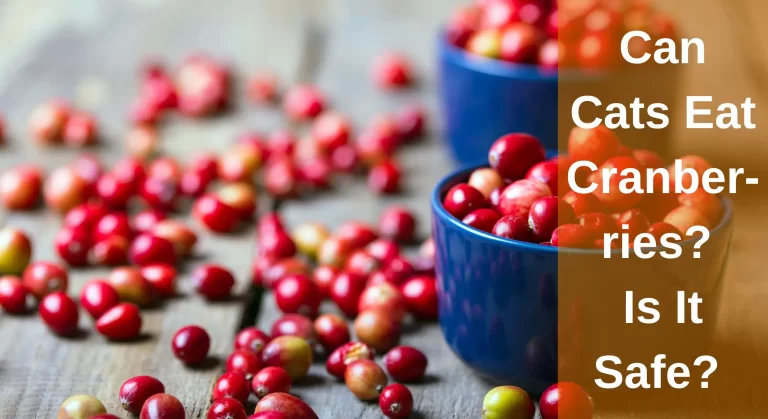 Can Cats Eat Cranberries? Are Dried Cranberries Safe for Cats?