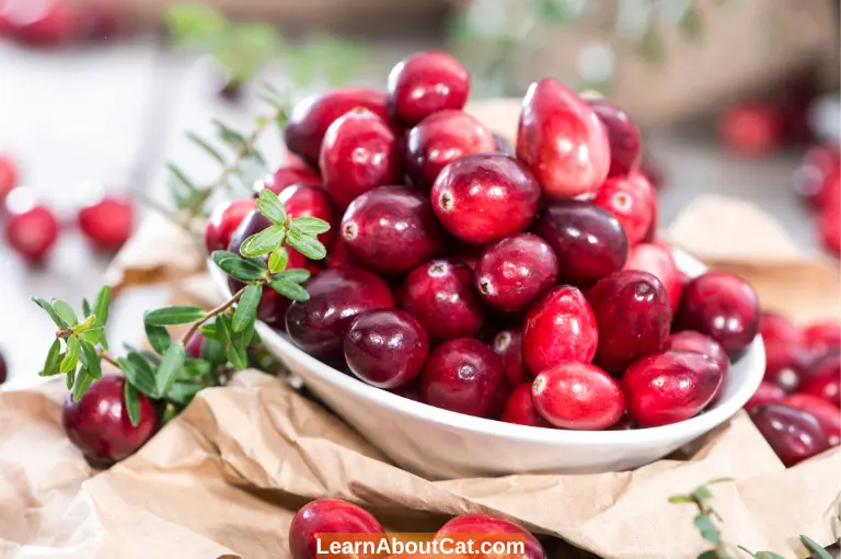 Can Cats Eat Cranberries for UTIs