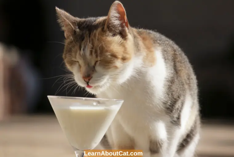 Can Cats Have Buttermilk