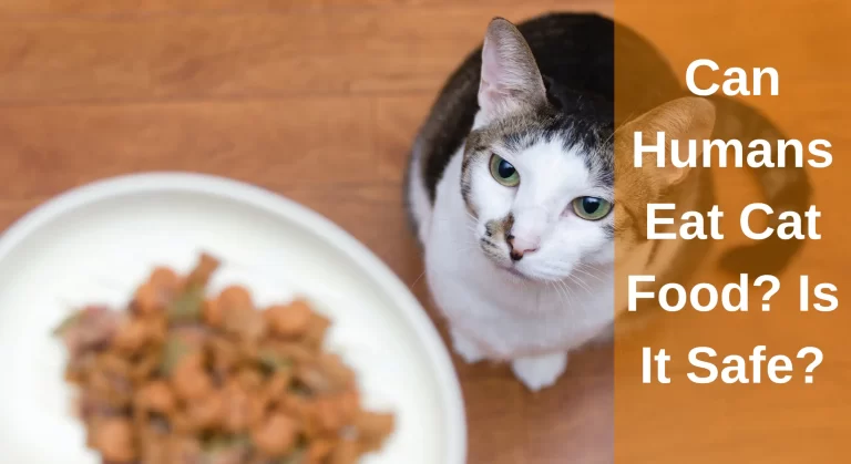 Can Humans Eat Cat Food? Is It Safe?