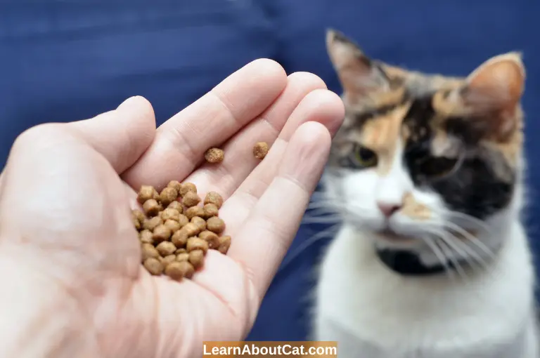 Can People Eat Cat Food