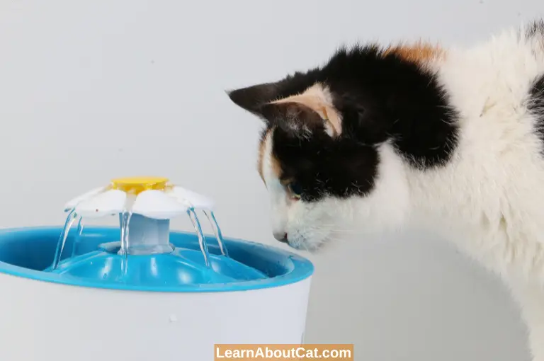 Cat Hovering Over Water Bowl But Not Drinking