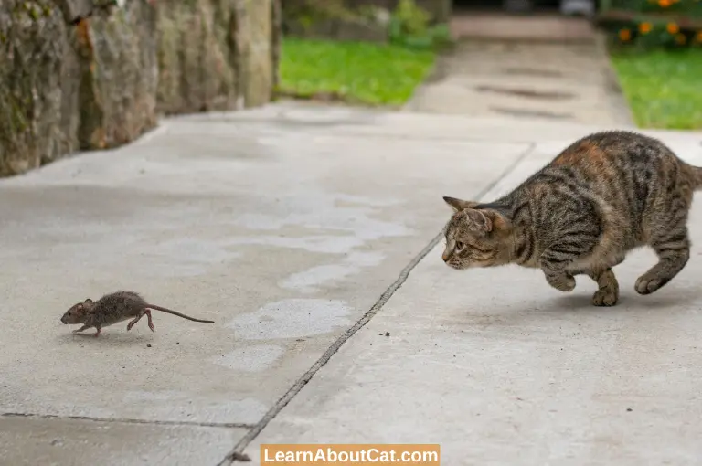 Do All Felines Hunt Mice