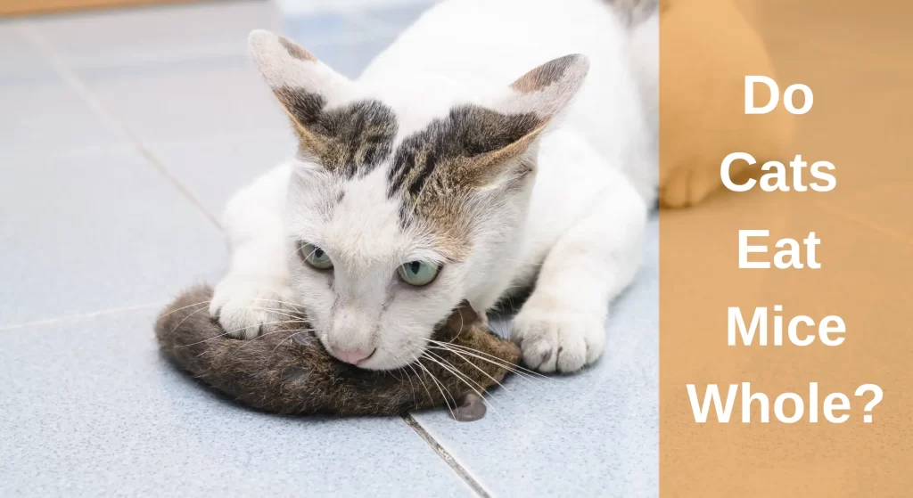 do-cats-eat-mice-whole-things-you-need-to-know-learnaboutcat