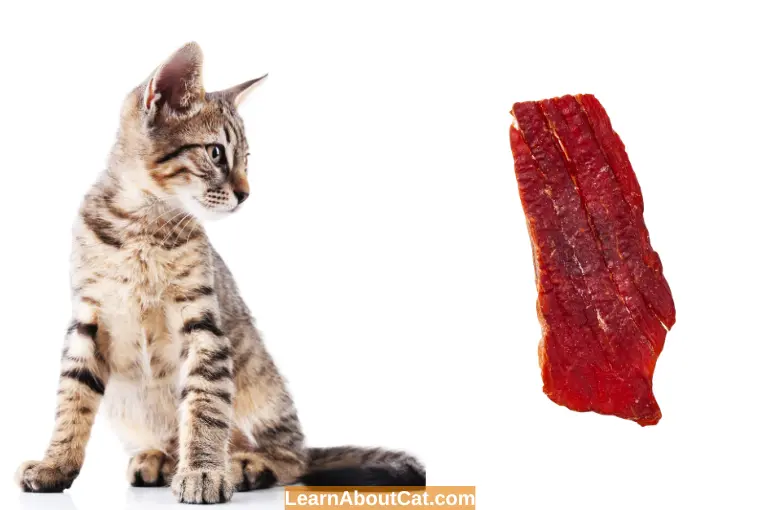 Do Cats Like Beef Jerky