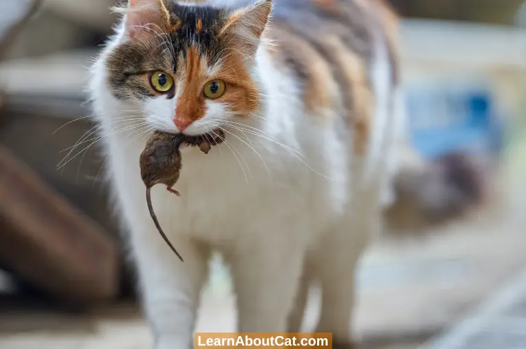 Do Cats Like Whole Mice to Eat