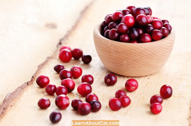 How Are Cranberries Good For Cats The Benefits of Feeding Cranberries to Cats.webp