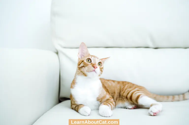 Why Is My Cat Peeing on the Bed or Couch? And How To Stop LearnAboutCat