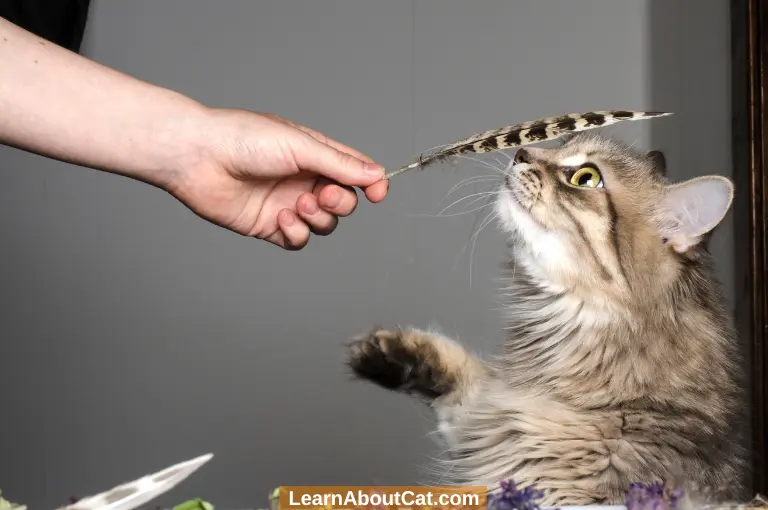 How to Get Rid of Cat Breath Smelling Like Fish