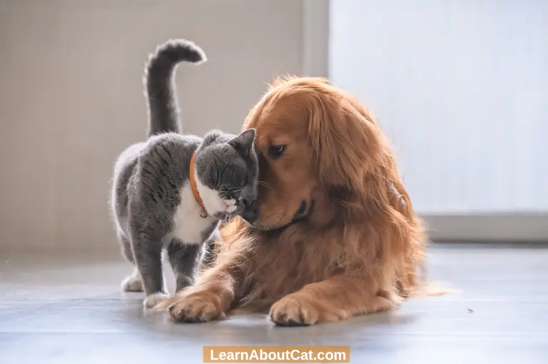How to Improve Relations Between a Dog and a Cat