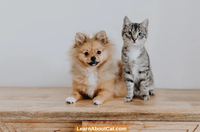 How to Introduce New Dogs to Cats