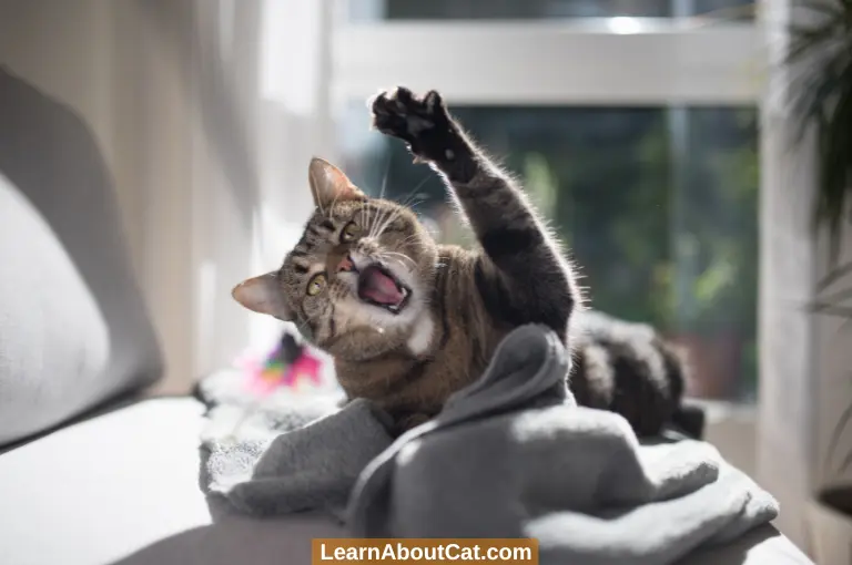 Why Do Cats Like Adhesive? All You Need To Know LearnAboutCat