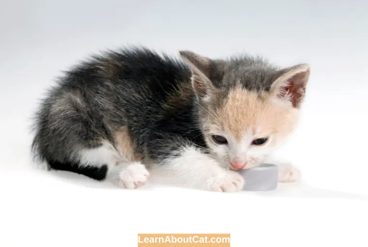 Is Buttermilk Good For Kittens