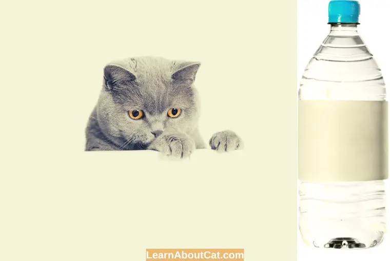 Is Cat Water The Same As Distilled Water
