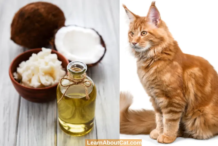 Is Coconut Oil Good for Cats  Benefits of Coconut Oil for Cats