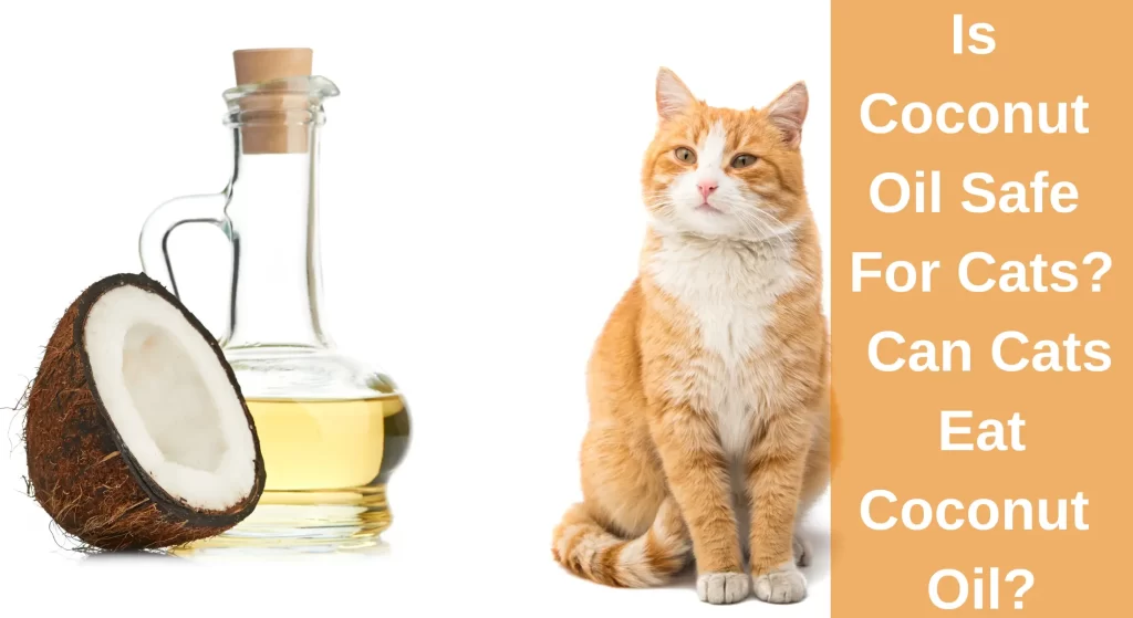 is-coconut-oil-safe-for-cats-benefits-and-how-to-use-learnaboutcat