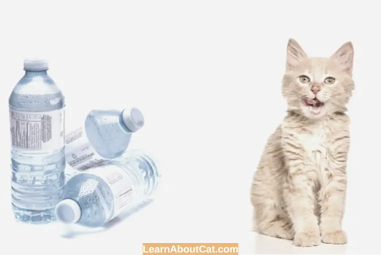 Is Distilled Water Good For Cats