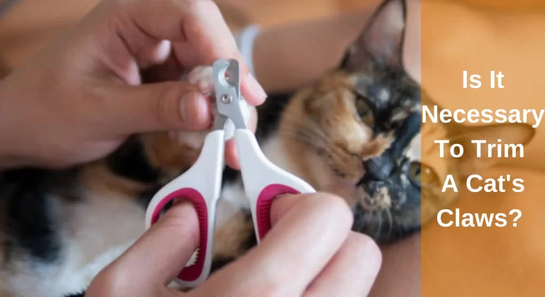 Is It Necessary To Trim A Cat’s Claws? All You Need To Know