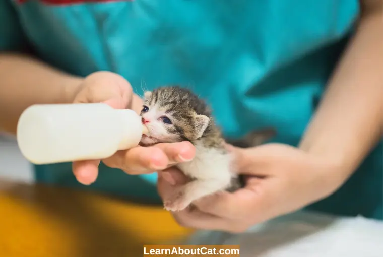 Is Warm Milk Good For Kittens
