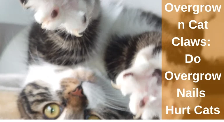 Overgrown Cat Claws: Do Overgrow Nails Hurt Cats