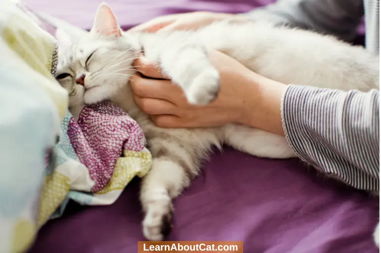 Signs of Cat Pregnancy And How Long Does It Last