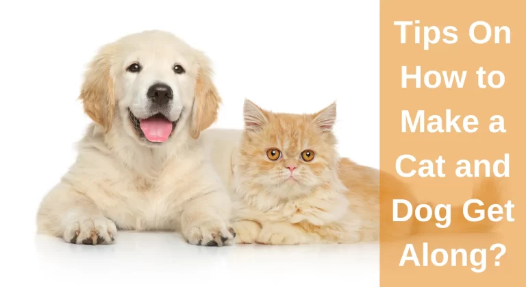 The Ultimate Guide to How to Make a Cat and Dog Get Along? (Unlocking the Secret)