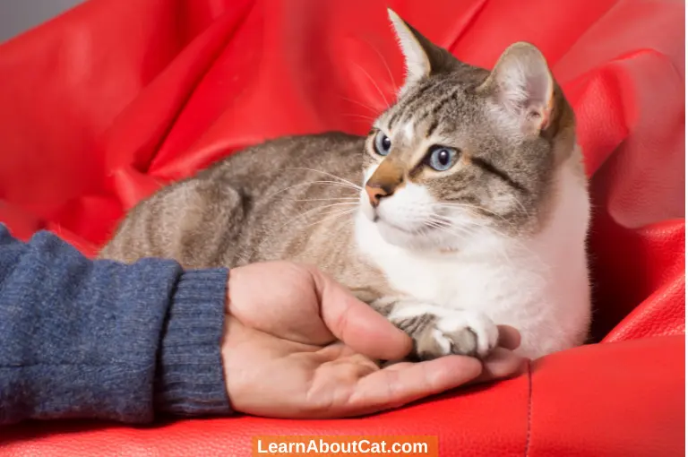 What Causes Ingrown Nails in Cats