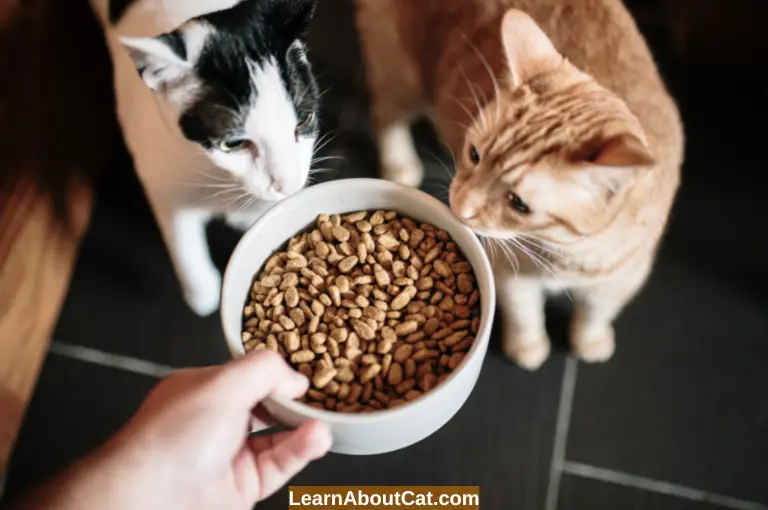 What Happens If You Eat Dry Cat Food