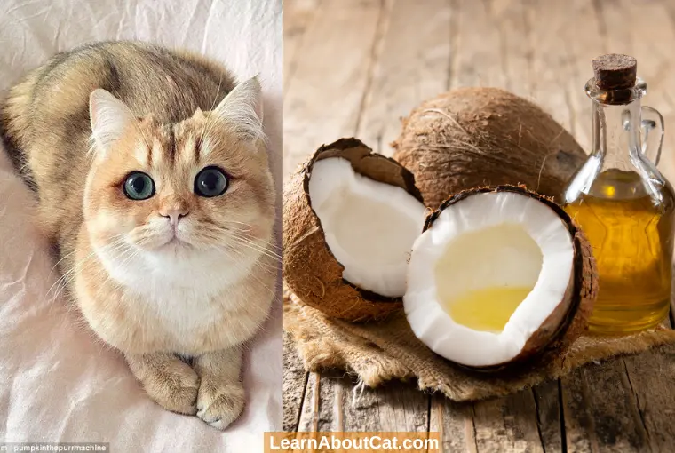 What Type Of Coconut Oil Can You Use For Your Cat