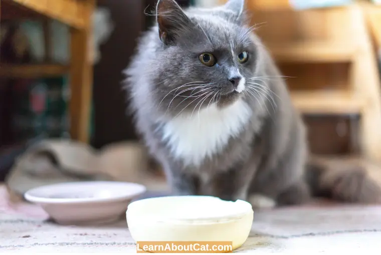 What to Give Cats in Place of Buttermilk - Healthy Alternatives to Buttermilk