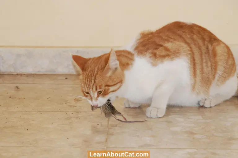 Why Do Cats Eat Whole Mice