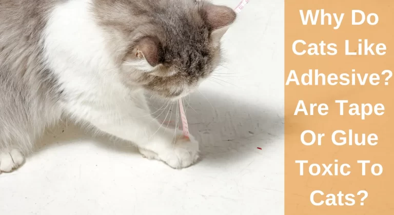 Why Do Cats Like Adhesive? All You Need To Know