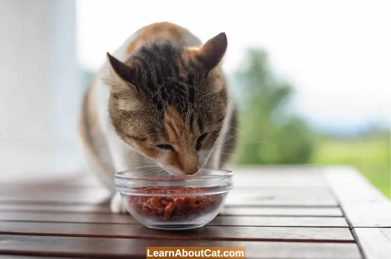 Can Cats Eat Cranberries? Are Dried Cranberries Safe for Cats