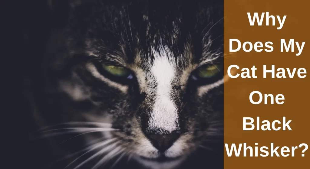 Why Does My Cat Have One Black Whisker? [Explained] LearnAboutCat