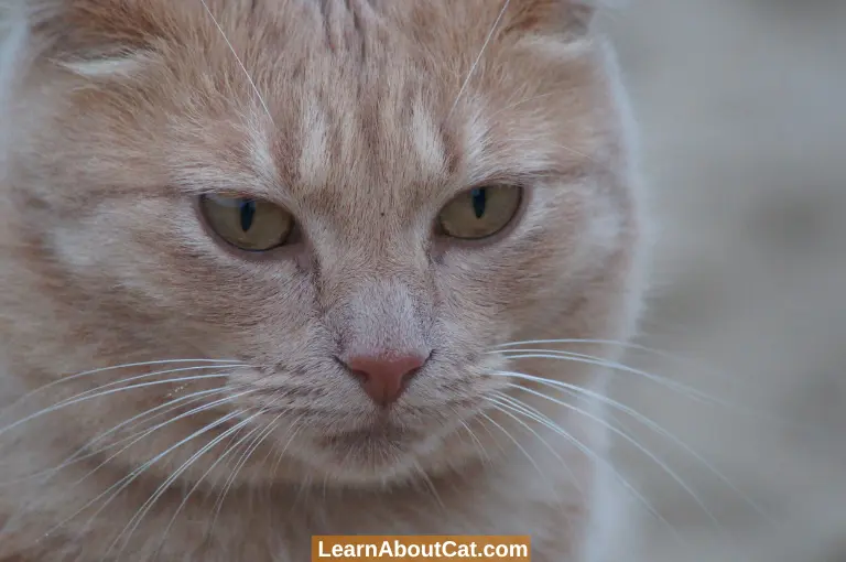 Why You Should Not Cut A Cat’s Whiskers Benefits of Cat's Whiskers