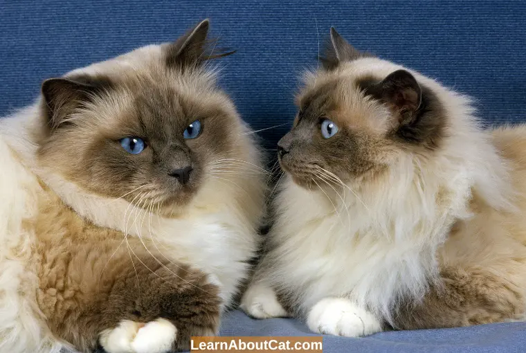 Benefits and Drawbacks of Male and Female Cats