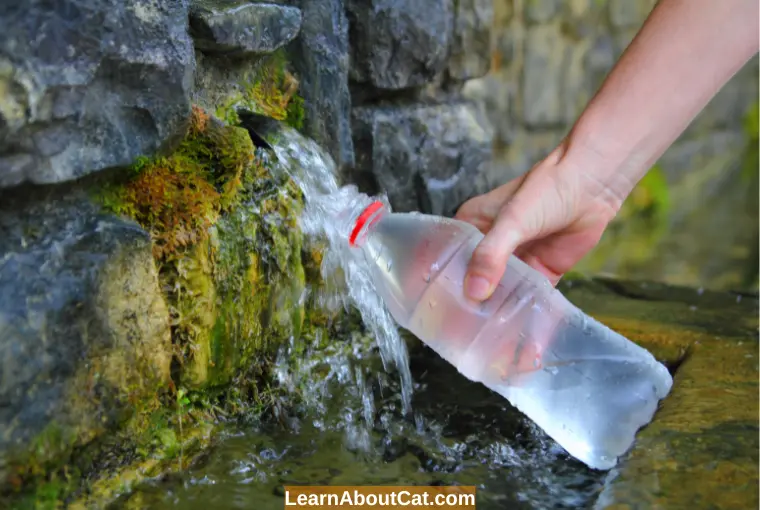 Can Cats Drink Bottled Spring Water