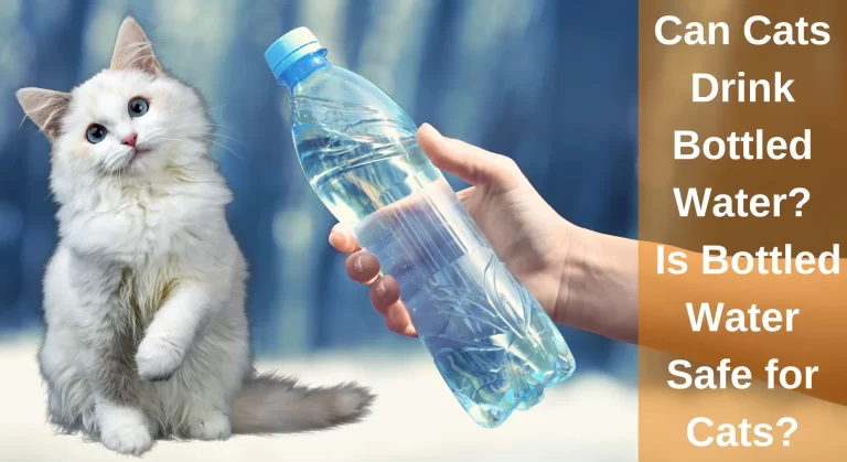 Can Cats Drink Bottled Water? Is Bottled Water Safe for Cats? [Explained]