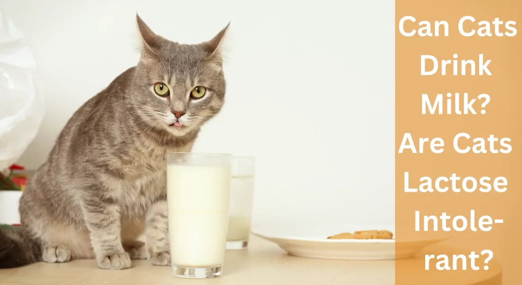 Can Cats Drink Milk Are Cats Lactose Intolerant Learnaboutcat 1213