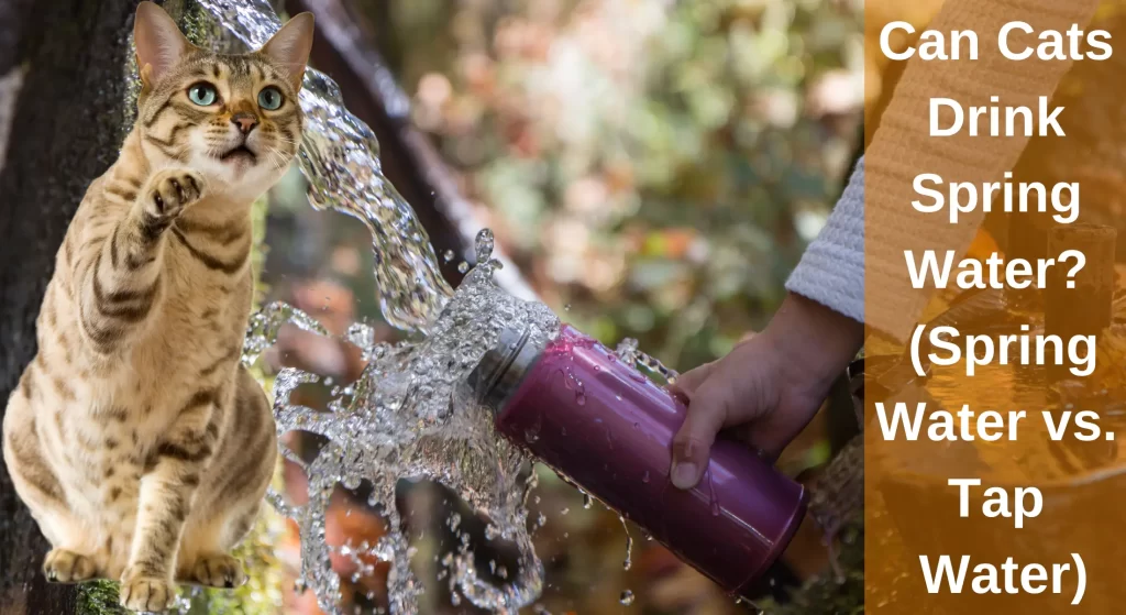 Can Cats Drink Spring Water? (Spring Water vs. Tap Water) LearnAboutCat