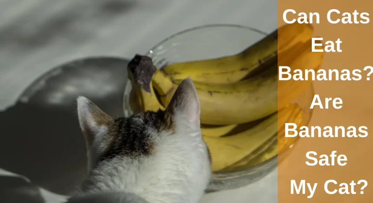 Can Cats Eat Bananas? Are Bananas Safe for My Cat?