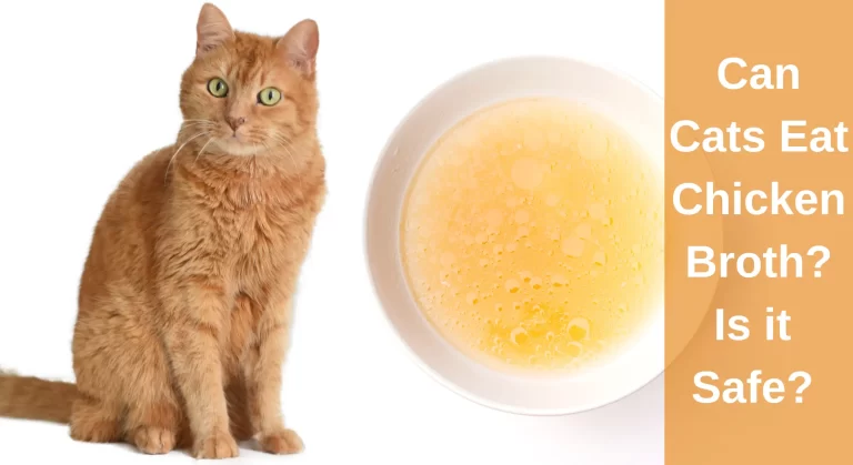 Can Cats Eat Chicken Broth? Is it Safe [Explained]