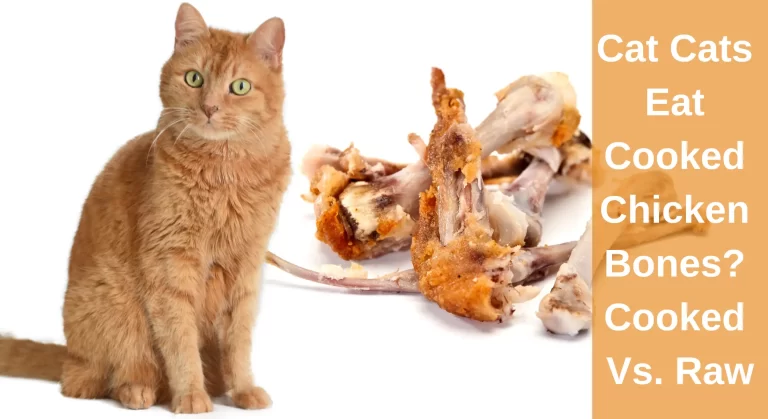 Can Cats Eat Cooked Chicken Bones? Cooked Vs. Raw [Explained]